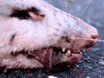 Mini Video 73 - Breakaway
